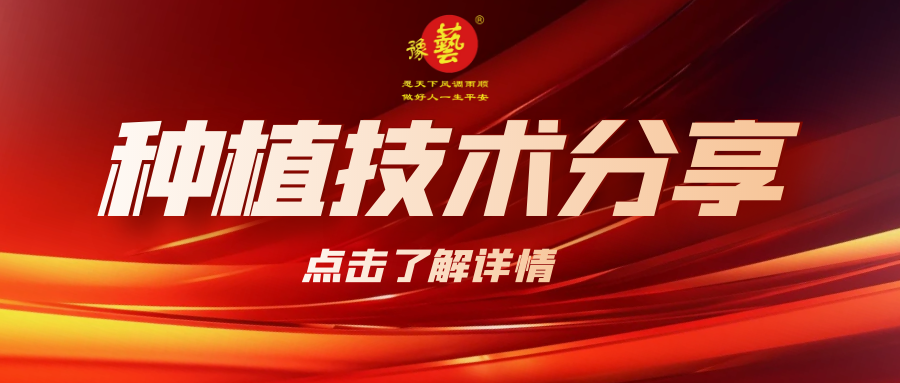 要想種出精品率高的胡蘿卜，這7點(diǎn)要注意！