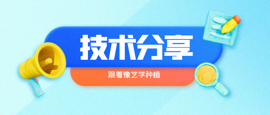 秋大棚辣椒、番茄育苗關(guān)鍵技術(shù)分享